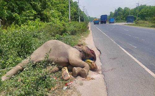 গাজীপুরে মহাসড়কের পাশ থেকে হাতির মরদেহ উদ্ধার