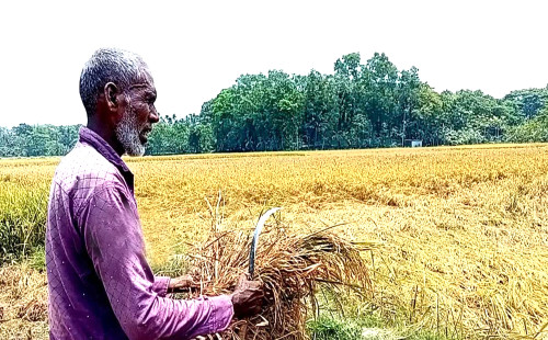 ইটভাটার তাপে পুড়েছে ৪ শ’ বিঘা জমির ধান