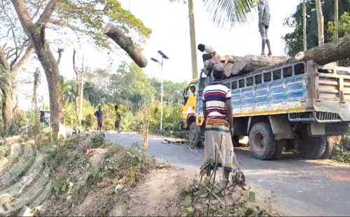 বন বিভাগই এক বছরে কেটেছে ১৭শ গাছ, রোপণ করেনি একটিও