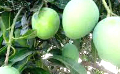 নাটোরের গুটি আম বাজারে আসবে ১৫ মে থেকে