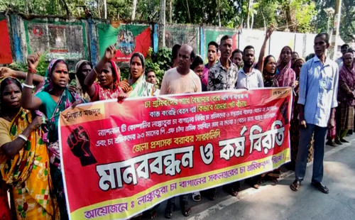 সিলেটে বাগানগুলোতে চা উৎপাদনে ব্যাপক ধস