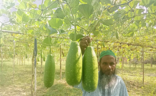 আত্রাইয়ে লাউ চাষে স্বাবলম্বী কৃষক মকছেদ মন্ডল