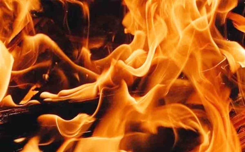 আগুনে প্রাণ হারাল ৩৪ কুকুর