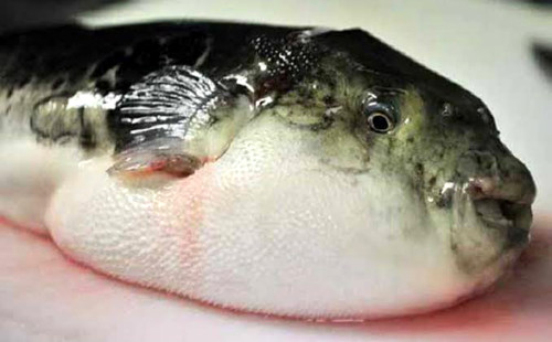 পিরোজপুরে পটকা মাছ খেয়ে শিশুর মৃত্যু, হাসপাতালে ভর্তি - ৪