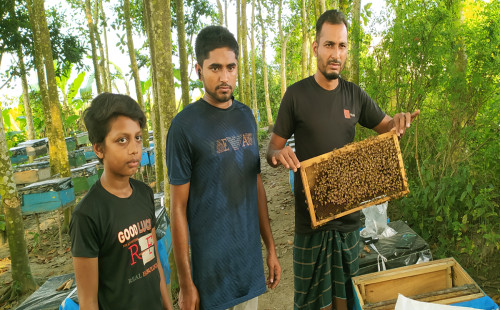 তিতাসে ভ্রাম্যমাণ মৌমাছি পালন, বছরে আয় ৭-৮ লাখ টাকা