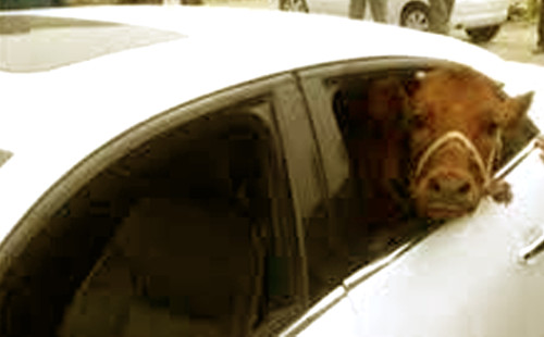 দিনদুপুরে প্রাইভেটকারে গরু চুরি, হতবাক এলাকাবাসী