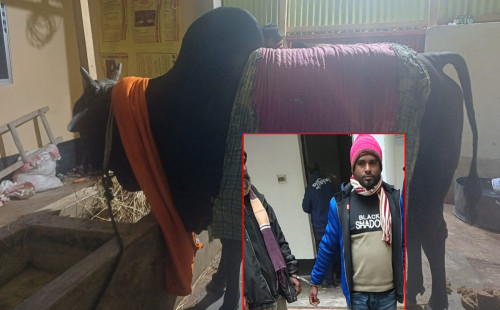 শিবচরে সংঘবদ্ধ ২ ডাকাত গ্রেফতার