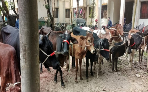 সোনাগাজীতে ১৬ গরু চুরির ঘটনায় ১১টি উদ্ধার, গ্রেপ্তার ২